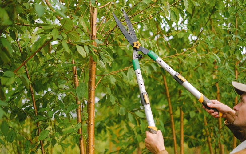 Tree trimming in Gooding, ID